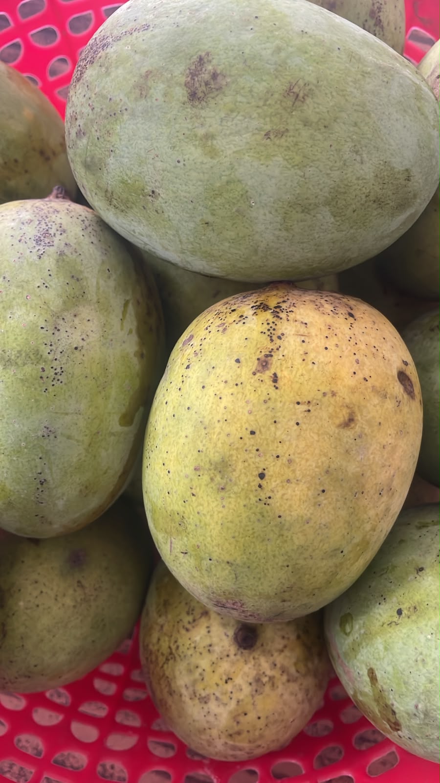 MANGO ( AAP )