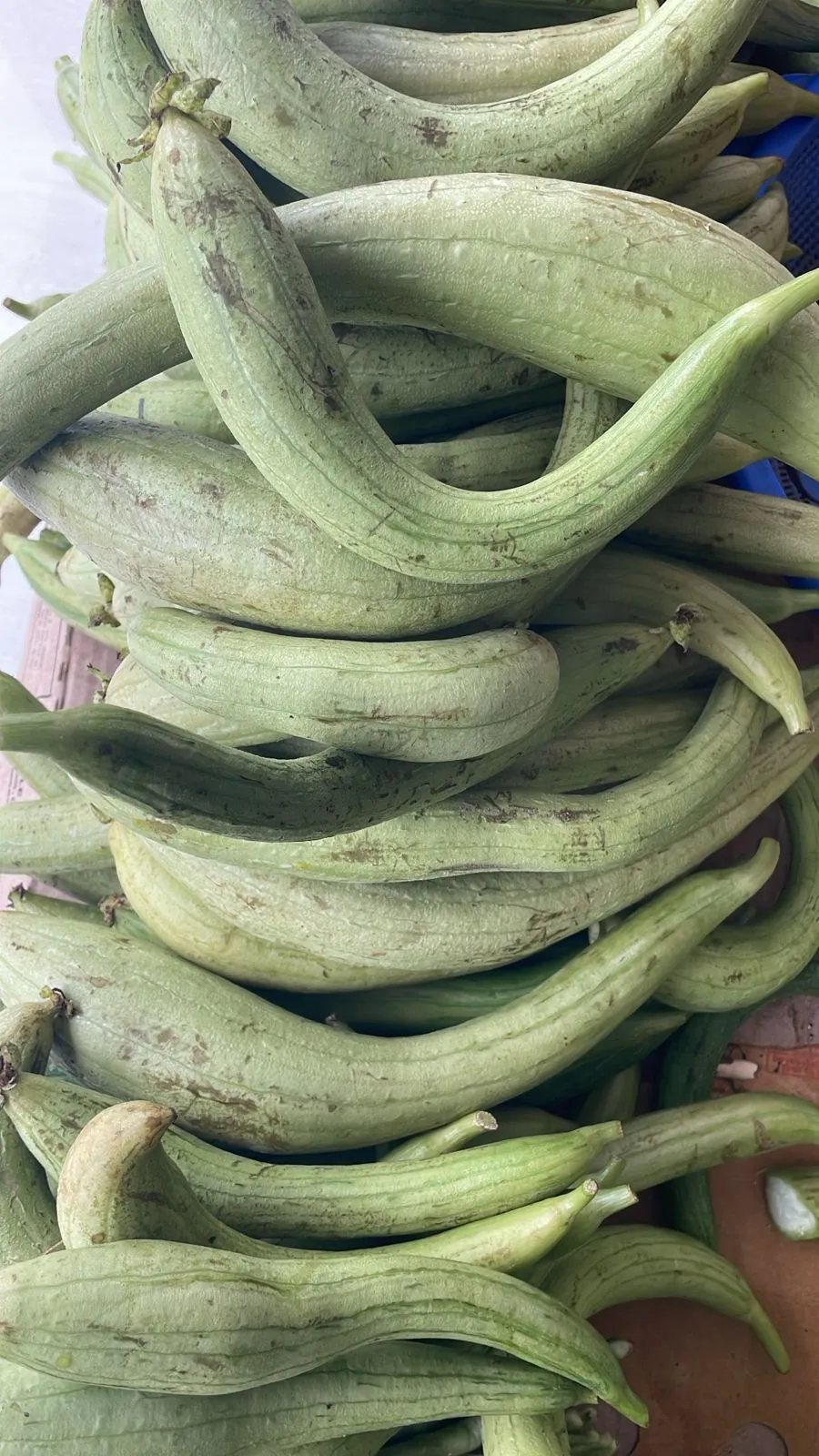 Ghiraula ( Ridge Gourd )