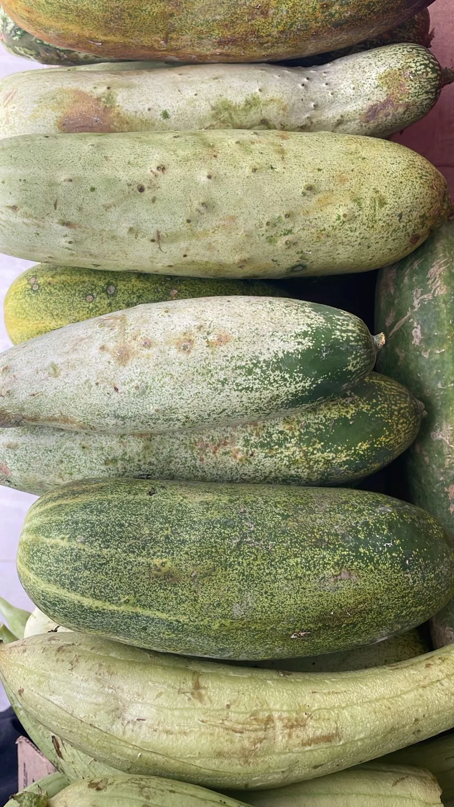 Kakro ( Cucumber )